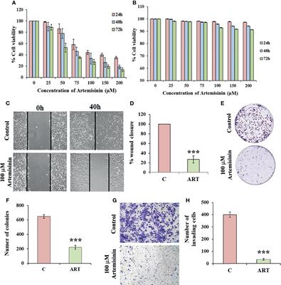 Artemisinin Mediates Its Tumor-Suppressive Activity in Hepatocellular Carcinoma Through Targeted Inhibition of FoxM1